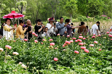  “五一”期间菏泽再现花海 10条芍药赏花旅游线路推出 