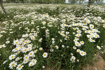  菏泽七里河湿地公园：石竹花开似彩蝶 雏菊花海惹人醉 