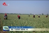 菏泽：产业有特色 致富有胜“蒜”
