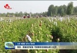 菏泽：美丽经济绽放 芍药鲜切花销量达到1.2亿支