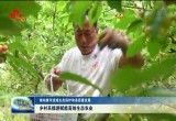 菏泽推进现代休闲农业和乡村旅游融合发展  让乡村采摘游赋能高效生态农业