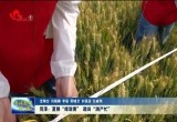 菏泽：夏粮“绿渐黄” 踏田“测产忙”