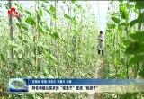 特色种植让菜农的“菜篮子”变成“钱袋子”