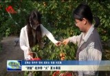 “甜蜜”经济带“火”夏日果园