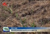 曹临到曹县调研调度农业抗旱和乡村文化振兴工作