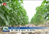 成武：小辣椒“种”出红日子 “串”起大产业