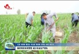 菏泽市：做好雨后田间管理 减少农业生产损失