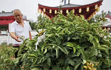 菏泽太空牡丹家族再添“新丁”！