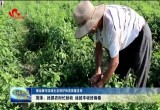 菏泽：抢抓农时忙秋收 绘就丰收好画卷