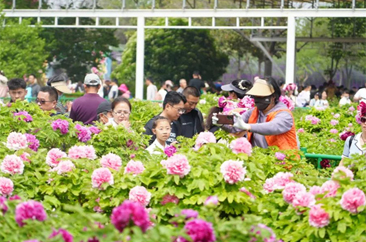  新中国成立75周年菏泽牡丹产业发展成就回眸 