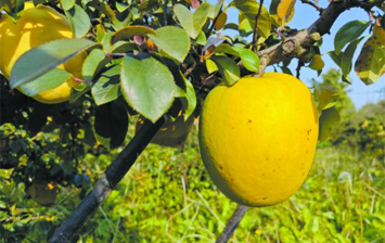 菏泽有一种品牌 叫“降龙木”商标