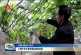 定陶：小村庄的共富梦是这样炼成的