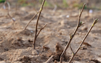 菏泽市引进橙色牡丹 “九大色系”有望 “凑十”