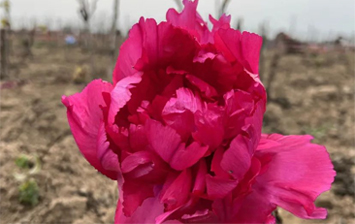 菏泽300多株牡丹小雪时节盛开！