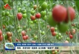 菏泽：农技专家一线指导 全力保障“菜篮子”供应
