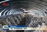 【推动黄河流域生态保护和高质量发展】菏泽：特色种植撑起增收“致富伞”