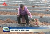 定陶区、成武县大力发展中药产业  拓宽村民致富路