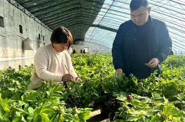  菏泽催花牡丹流量密码拿捏了！ 