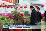 菏泽：催花牡丹绽放“争春” 为春节增色添彩