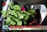 【新春走基层】催花牡丹绽放“美丽经济”