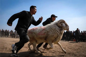 鲁西南传统民俗活动——斗羊大赛