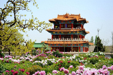  来菏泽赏牡丹！五条宝藏牡丹赏花路线承包你的春日浪漫 