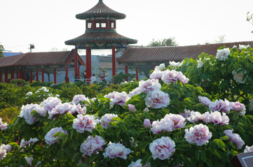  菏泽百花牡丹园：待到四月赏芳华 