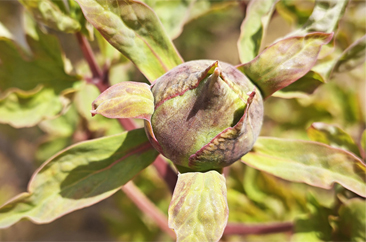  菏泽：牡丹进入“跳蕾”期 静待花开 