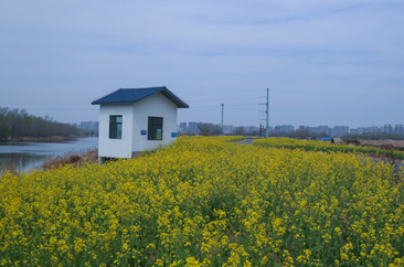  菏泽万福河畔油菜花海扮靓春光 