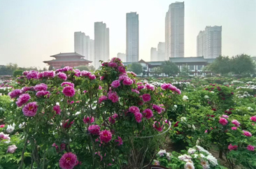  菏泽牡丹景区最佳赏花期发布！ 