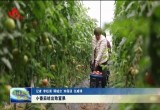  郓城县因地制宜发展特色产业 小番茄结出致富果