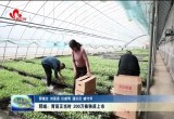 郓城：育苗正当时 200万株秧苗上市