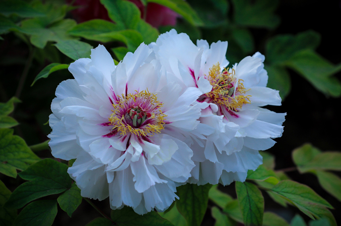  菏泽大田牡丹风姿绰约 