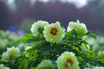  菏泽大田牡丹开成海 八方游客赏花忙 