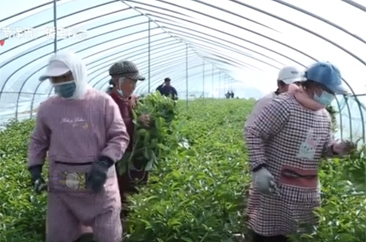  【一朵花 一座城】菏泽：大棚芍药早上市 绽放出“花样经济” 