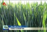 菏泽市各地借助科技创新和模式升级 推进粮食稳产增收