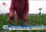 牡丹区：黄河岸边千亩芍药鲜花铺就“致富路”