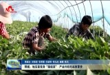 郓城：地瓜苗变身“摇钱苗” 产业兴旺托起致富梦