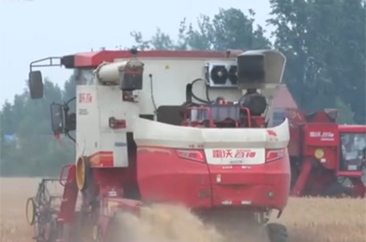  菏泽各地小麦陆续进入成熟收获期   多措并举确保夏粮颗粒归仓 