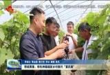 郓城黄集：特色种植铺就乡村振兴“富民路”