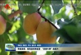 郓城潘渡：硕果盈枝醉盛夏 “甜蜜引擎”助振兴