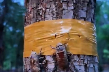  菏泽：夜幕捕蝉忙 金蝉养殖成为村民增收致富的“金疙瘩” 