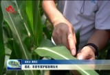 成武：农技专家护航秋粮生长