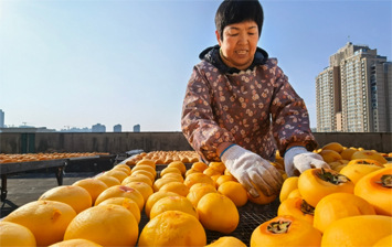 柿子“镀”白霜，甜蜜正当时！六千斤柿子变身百年耿饼