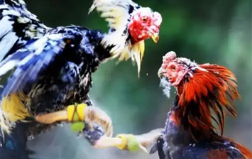 菏泽：千年斗鸡民俗再度“鸣响”