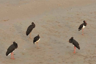  “鸟中大熊猫”黑鹳现身菏泽黄河岸边！ 