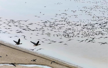  菏泽迎来今年首批越冬候鸟！ 