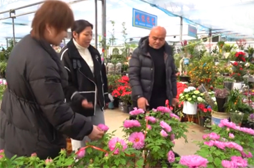 菏泽：年宵花销售旺季启幕 催花牡丹成市场顶流 