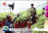 【新春走基层】菏泽催花牡丹“触网”热销传递春意