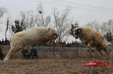  菏泽鲁西新区佃户屯街道：斗羊竞逐闹新春 民俗赋能助振兴 